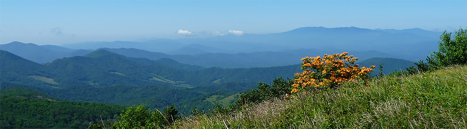 Regional - Roan Mountain