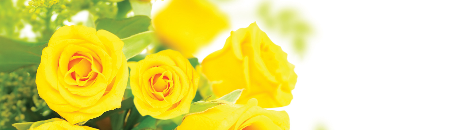 Yellow Roses